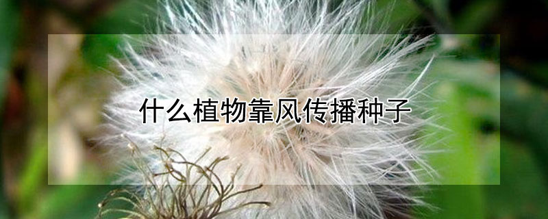 什么植物靠风传播种子