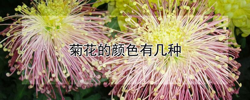 菊花的颜色有几种