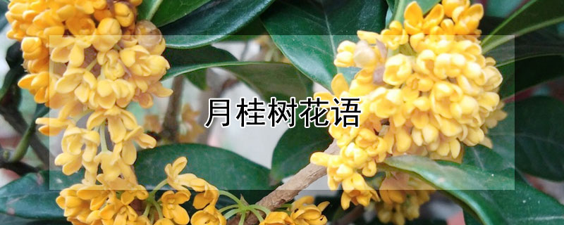 月桂树花语 发财农业网