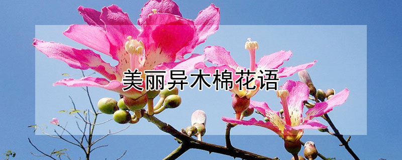 美丽异木棉花语