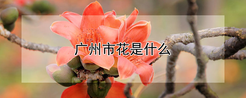 广州市花是什么