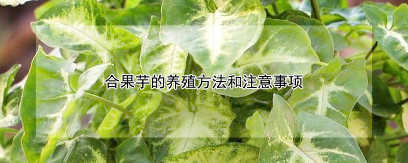 合果芋的养殖方法和注意事项