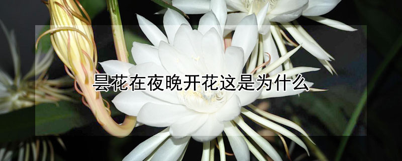 昙花在夜晚开花这是为什么