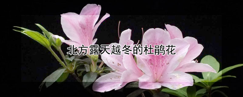 北方露天越冬的杜鹃花