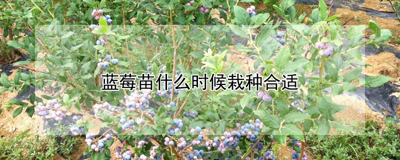 蓝莓苗什么时候栽种合适