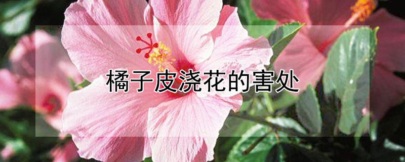 橘子皮浇花的害处