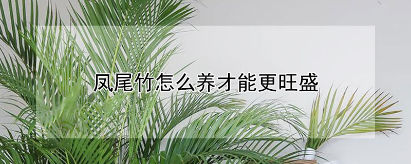 凤尾竹怎么养才能更旺盛