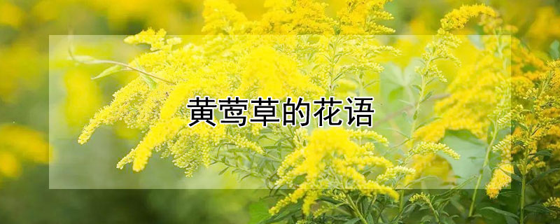 黄莺花寓意图片