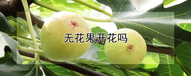 无花果开花吗