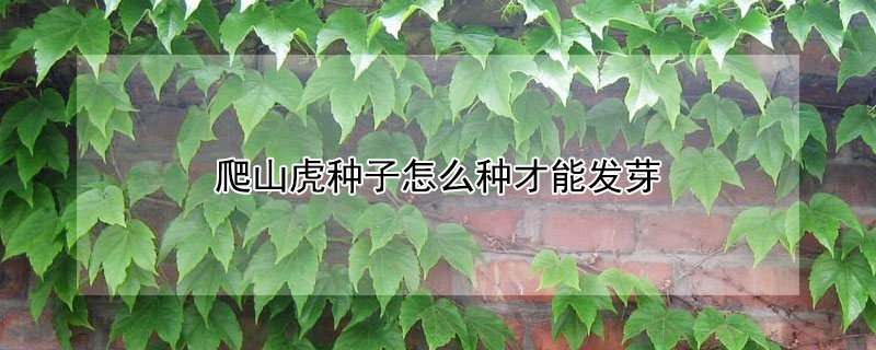 爬山虎种子怎么种才能发芽