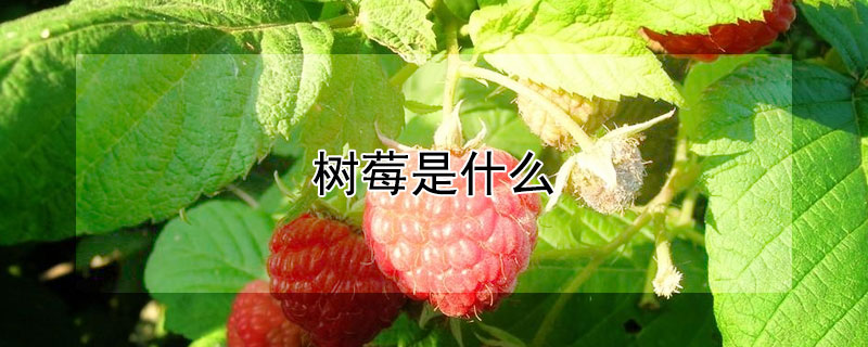树莓是什么 —【发财农业网】