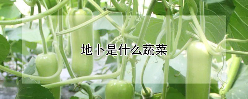 地卜是什么蔬菜