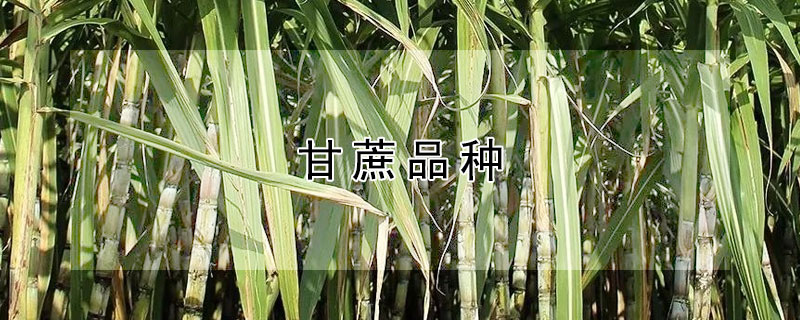 甘蔗品种
