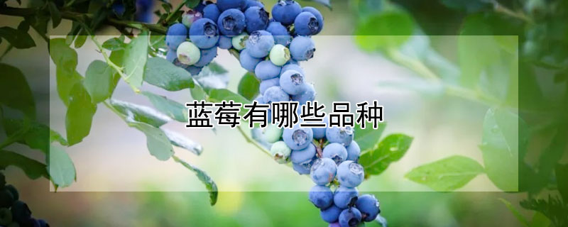 蓝莓有哪些品种