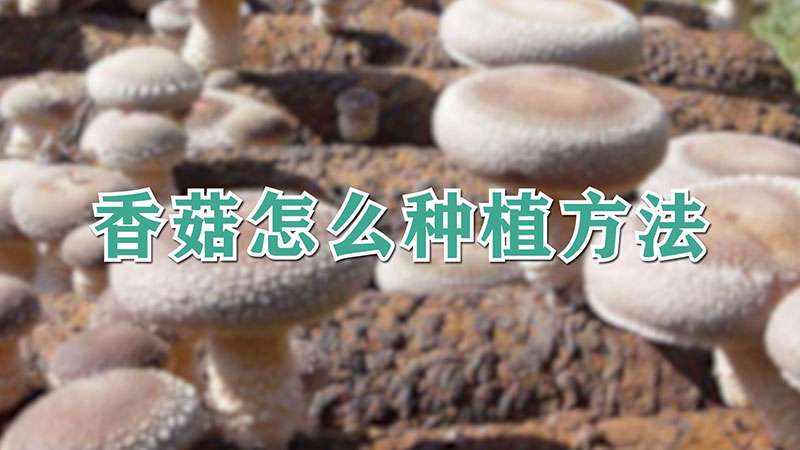 香菇怎么种植方法