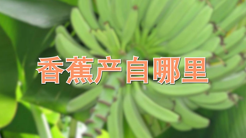 香蕉产自哪里