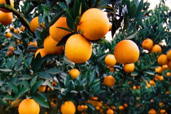 柑橘冬剪最佳时间