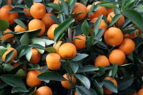 柑橘冬剪最佳时间