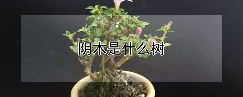 阴木是什么树