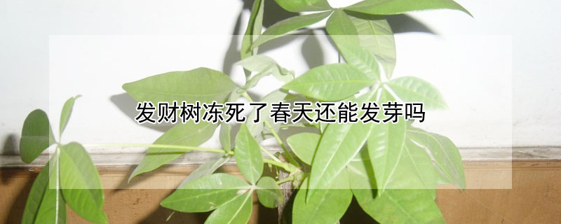 发财树冻死了春天还能发芽吗