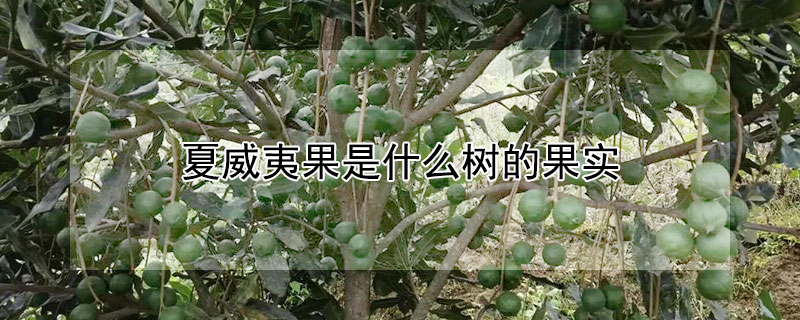 夏威夷果是什么树的果实