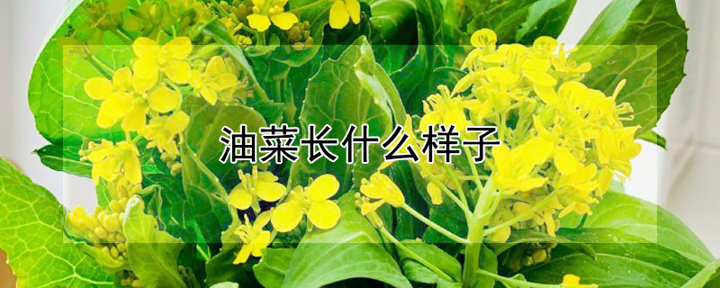 油菜长什么样子