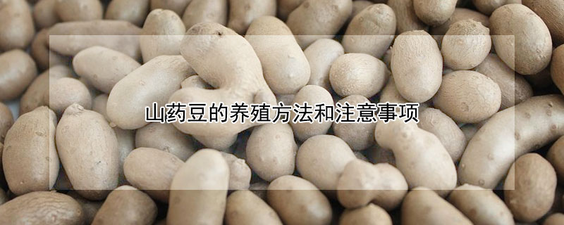 山药豆的养殖方法和注意事项