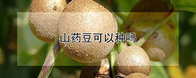 山药豆可以种吗