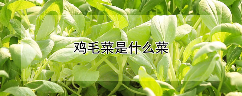 鸡毛菜是什么菜