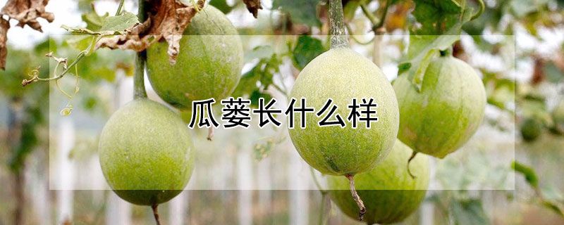 瓜蒌长什么样