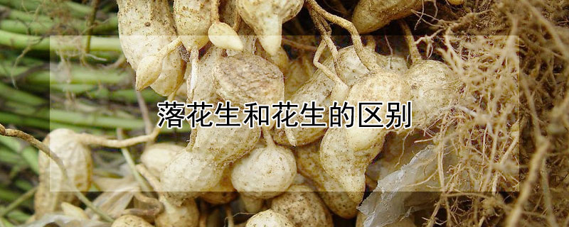 落花生和花生的区别 发财农业网