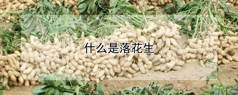 落花生和花生的区别 发财农业网