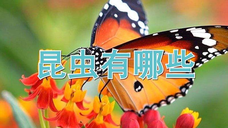 昆虫有哪些