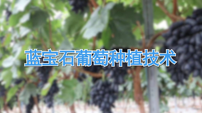 蓝宝石葡萄种植技术