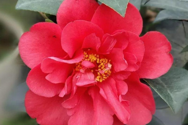 四季山茶花怎么养,如何种植