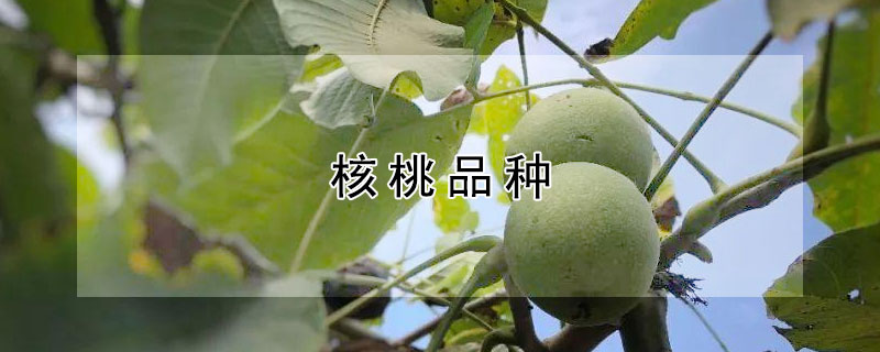 核桃品种