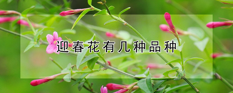 迎春花有几种品种