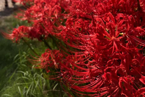 秋天开的花有哪些?(花名、颜色)