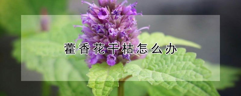 藿香花干枯怎么办