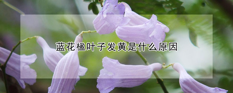 蓝花楹叶子发黄是什么原因