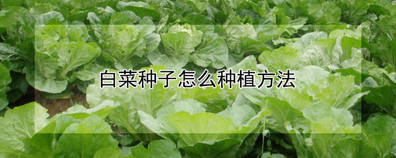 白菜种子怎么种植方法