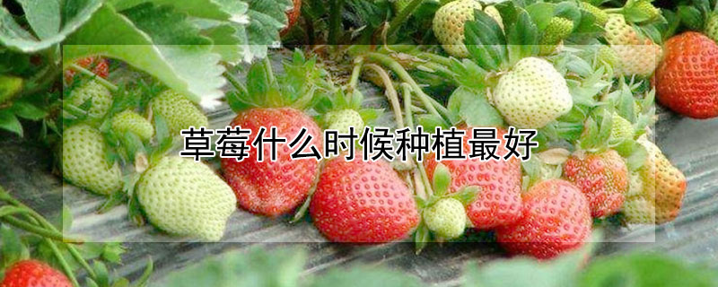 草莓什么时候种植最好