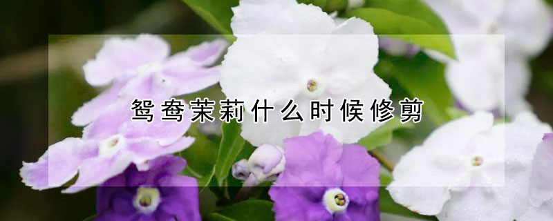鸳鸯茉莉什么时候修剪