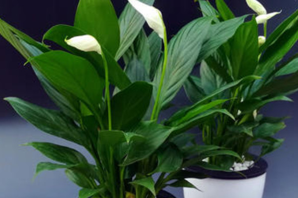 种植白掌用深盆还是浅盆好?
