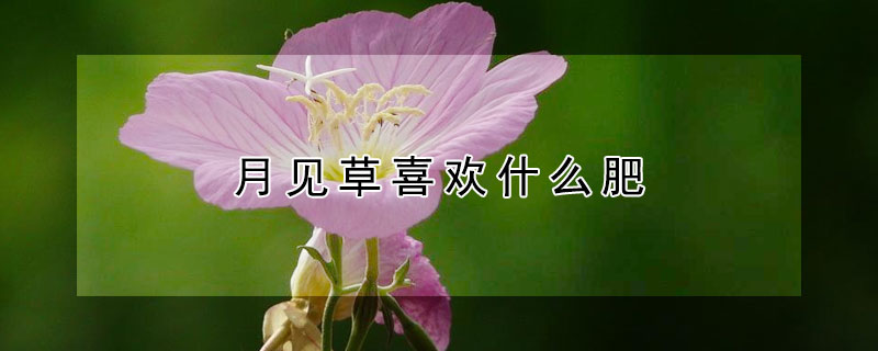 月见草喜欢什么肥