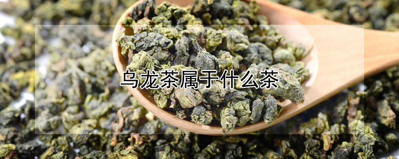 乌龙茶属于什么茶