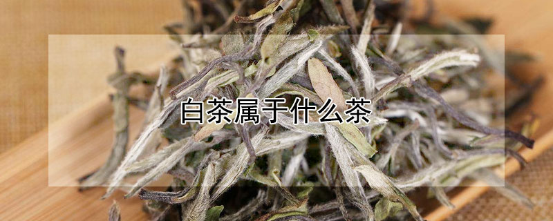 白茶属于什么茶