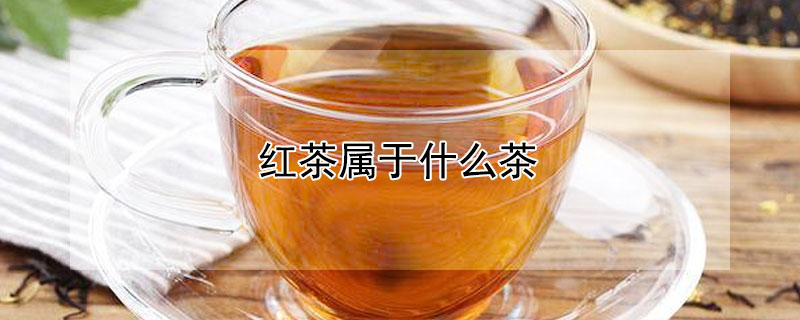 红茶属于什么茶