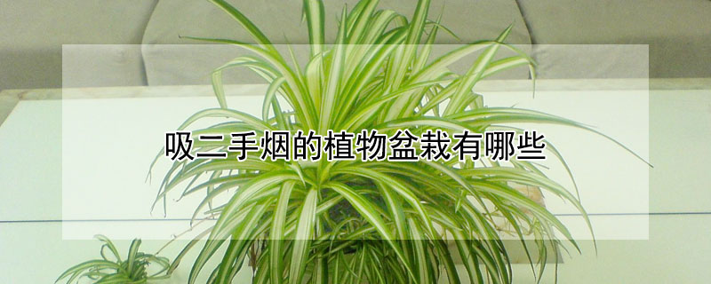 吸二手烟的植物盆栽有哪些