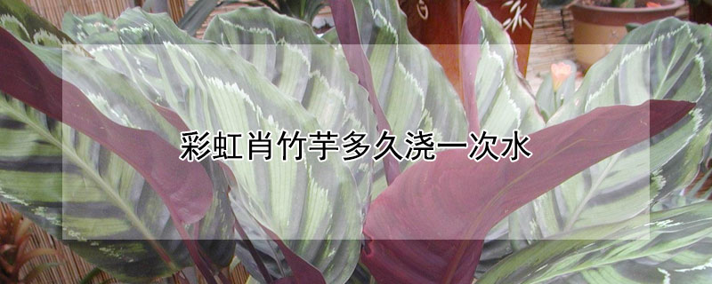 彩虹肖竹芋多久浇一次水